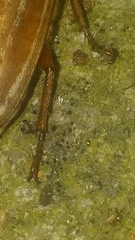 Polyphylla occidentalis