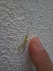 Chrysopini