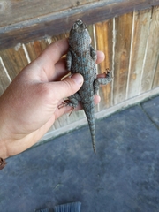 Sceloporus clarkii clarkii