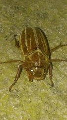 Polyphylla occidentalis