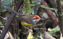 Phyllergates cucullatus