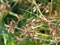Cyperus diandrus