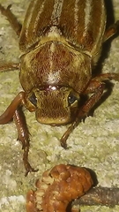 Polyphylla occidentalis