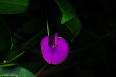 Canavalia bonariensis