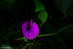 Canavalia bonariensis