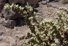 Atriplex imbricata