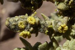 Atriplex imbricata