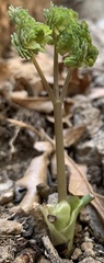 Corydalis aurea occidentalis