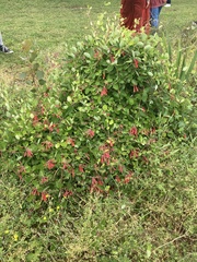 Lonicera sempervirens