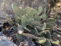 Opuntia engelmannii engelmannii
