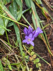Dichelostemma congestum