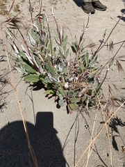 Eriogonum nudum psychicola