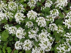 Pachyphragma macrophyllum