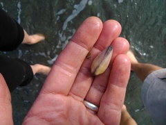 Donax punctatostriatus