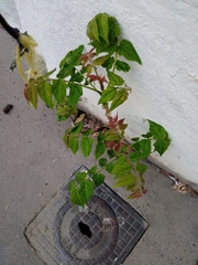 Ailanthus altissima