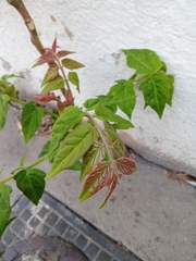 Ailanthus altissima