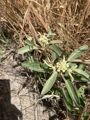 Croton californicus