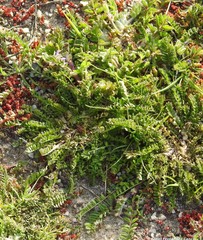 Biserrula pelecinus