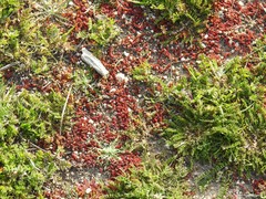Biserrula pelecinus
