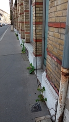 Ailanthus altissima