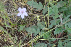 Erodium hoefftianum