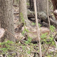 Odocoileus virginianus
