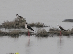 Himantopus himantopus