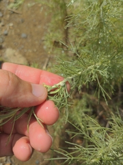 Rhopalomyia floccosa