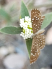 Zabuella paucipuncta