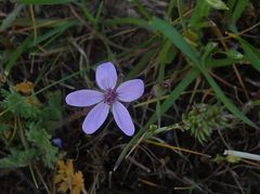 Erodium hoefftianum