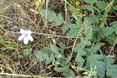 Erodium hoefftianum