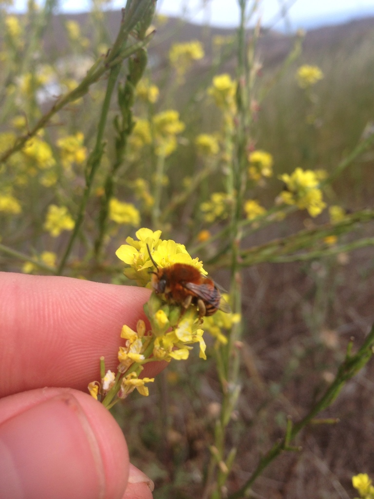Urbane Digger Bee
