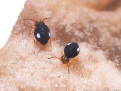 Sminthurinus quadrimaculatus