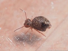 Sminthurus bivittatus