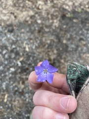 Vinca minor