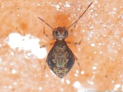 Ptenothrix renateae