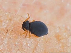 Sminthurinus atrapallidus