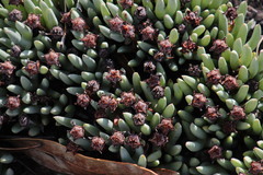 Phiambolia