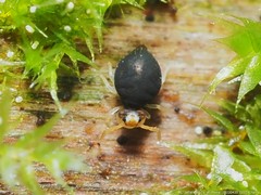 Sminthurinus minutus