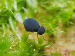 Sminthurinus atrapallidus
