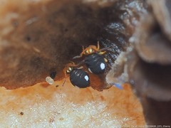 Sminthurinus quadrimaculatus