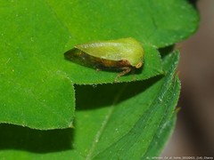 Ophiderma evelyna