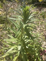 Lilium longiflorum