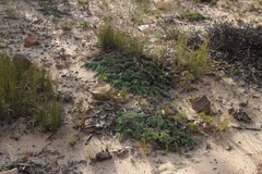 Phiambolia
