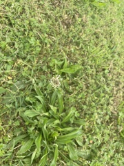 Plantago lanceolata