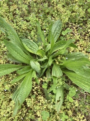 Plantago lanceolata