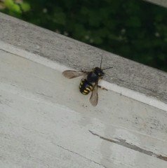 Anthidium septemspinosum