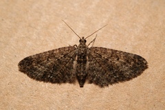 Eupithecia cocciferata