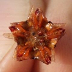 Phiambolia