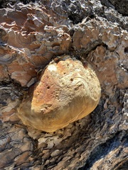 Laricifomes